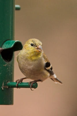 Healthy eye (and chipped beak)