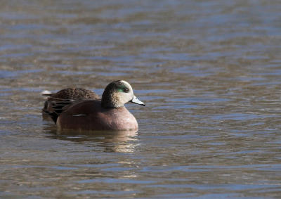 American Wigeon