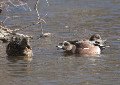 American Wigeon