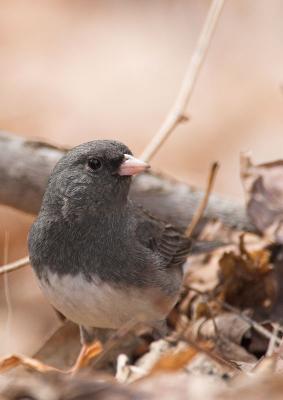 Dark-eyed Junco