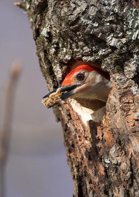 Red-bellied Woodpecker