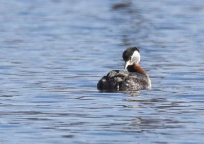 Red-necked Grebe