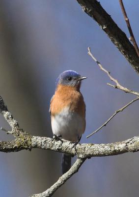 Eastern Bluebird