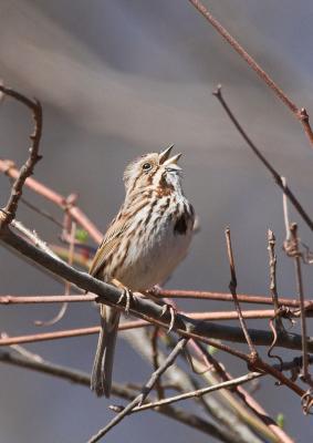 Singing Song Sparrow