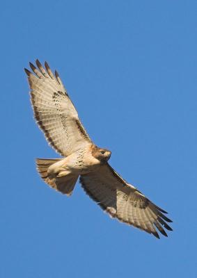 Red-tailed Hawk