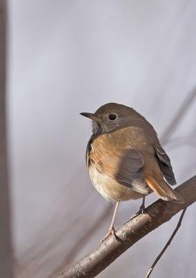 Hermit Thrush