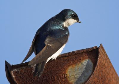 Tree Swallow