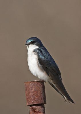 Tree Swallow