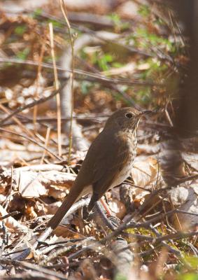 Hermit Thrush