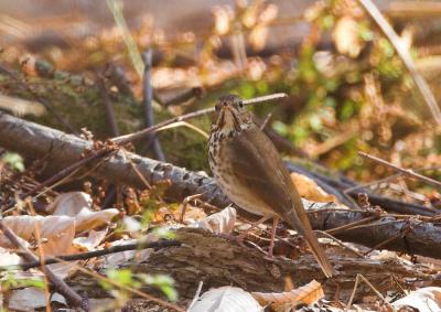 Hermit Thrush