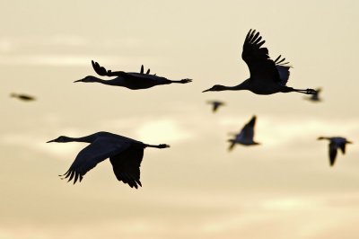 Sandhill Cranes - Flyout