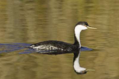 Western Grebe