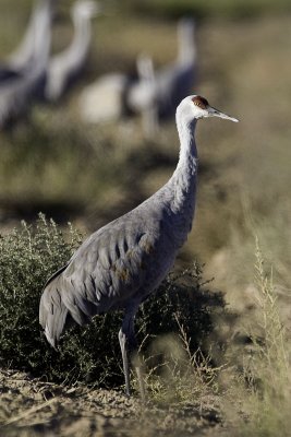 Sandhill Crane