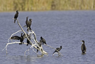 Cormorants