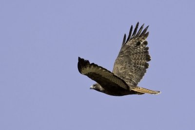 Red-tailed Hawk - dark phase