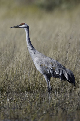 Sandhill Crane