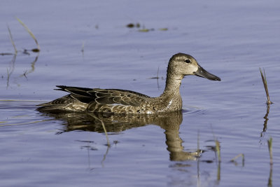 Blue-winged Teal - female