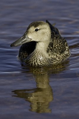 Blue-winged Teal - female