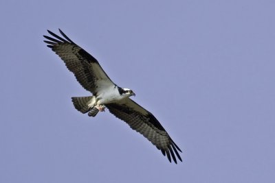 Osprey