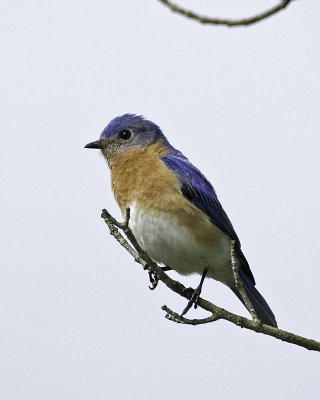 Eastern Bluebird - male