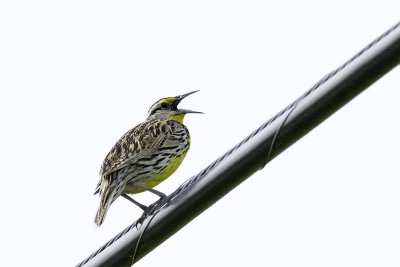 Eastern Meadowlark