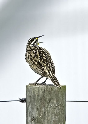 Eastern Meadowlark