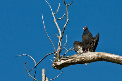 Turkey Vulture