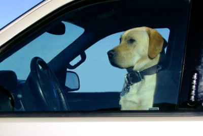 Miss Daisy Driving