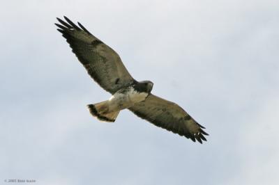 White-tailed Hawk 2