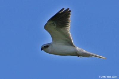 White-tailed Kite 2