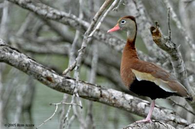 Black-bellied Whistling-Duck 2