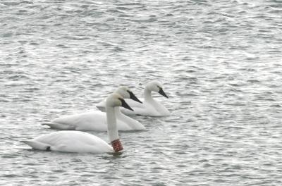 Tundra & Trumpeter Swans