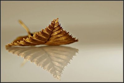 Dry old leaf (Challenge: Flora)