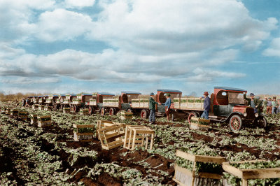 2008 Celerey_Harvest2.jpg