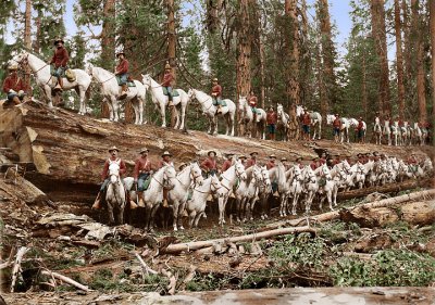 2008 Fallen_Redwoods.jpg