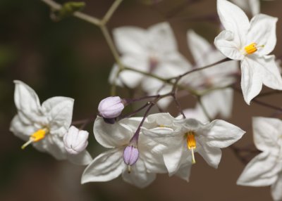 White Yellow and Lavender