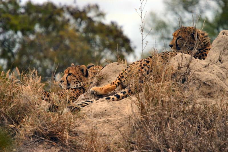 Cheetah 3.JPG