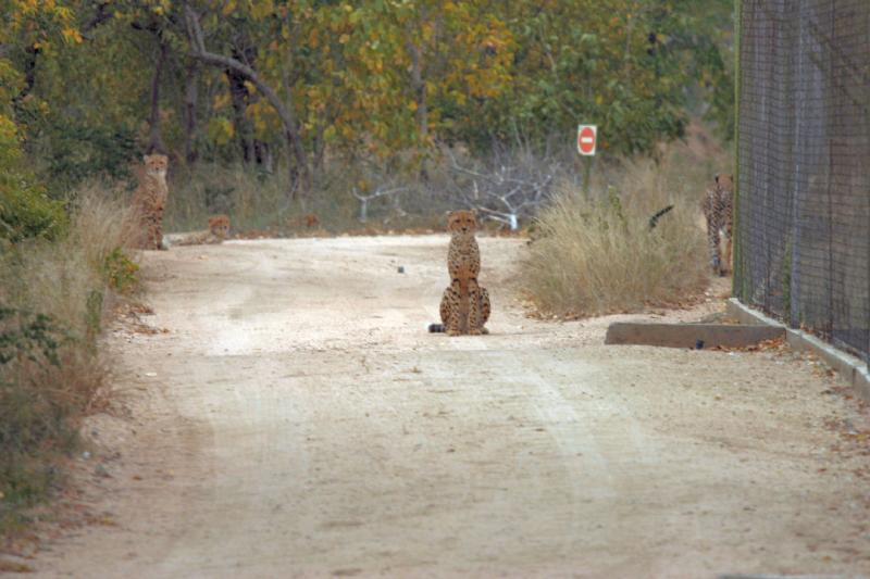 Cheetah 4.JPG