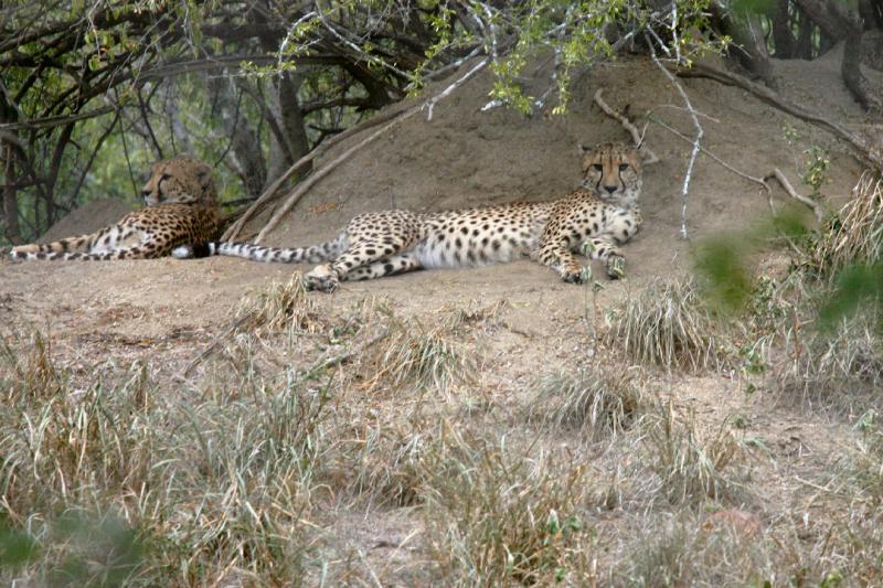 Cheetah 6.JPG