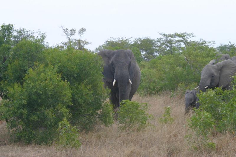 Elephant 2.JPG