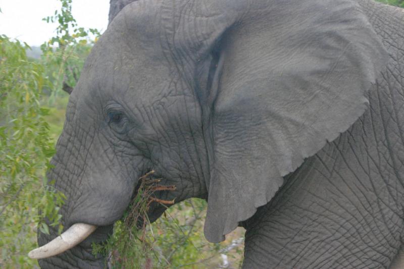 Elephant 5.JPG