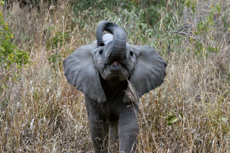 Elephant 6.JPG