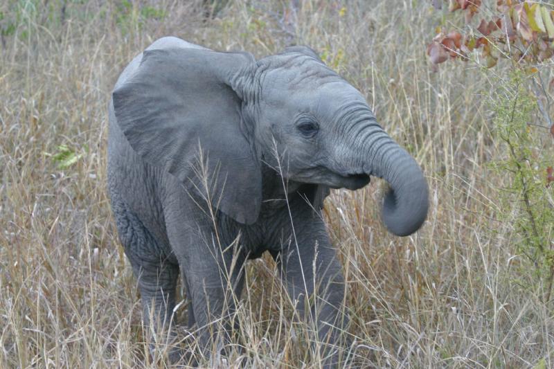 Elephant 7.JPG