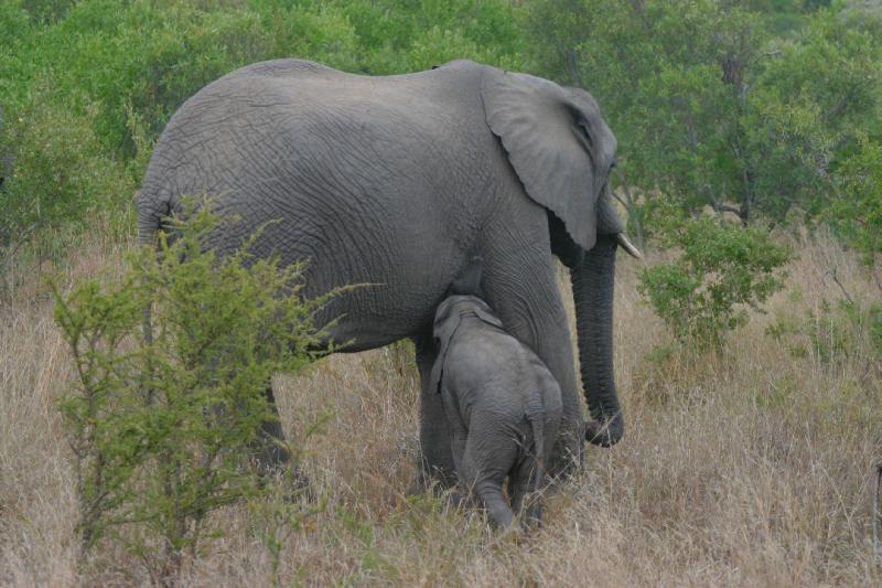 Elephant 8.JPG