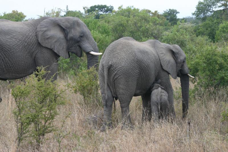 Elephant 9.JPG