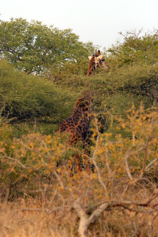 Giraffe 5.JPG