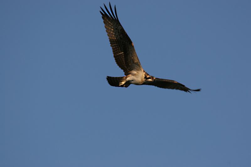 xOsprey hunting 1.jpg