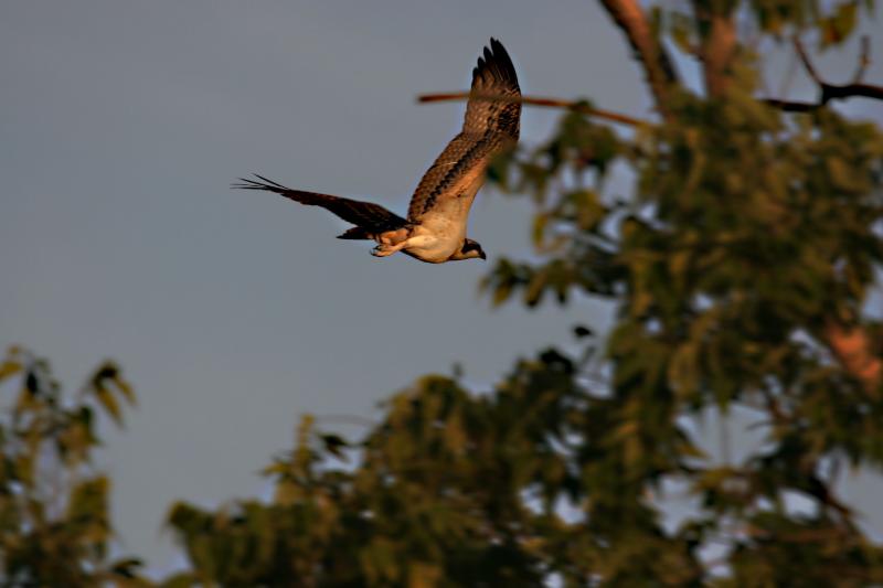 xOsprey in the trees 1.jpg
