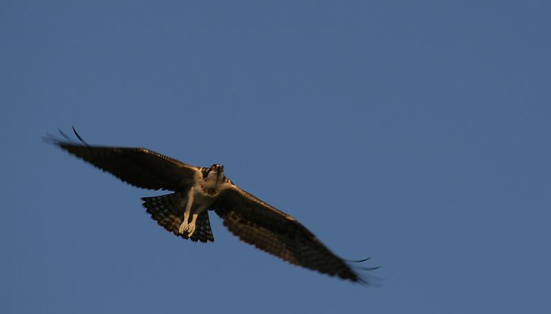xOsprey soaring 1.jpg