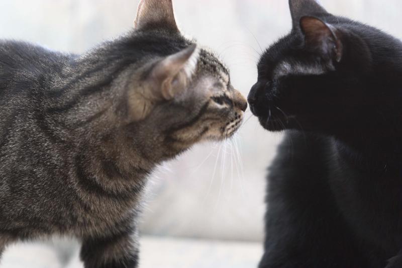 Initial greeting takes place
